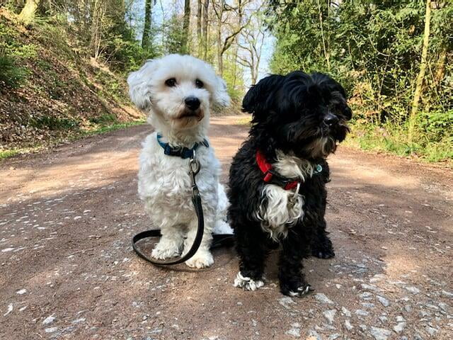 Bolonka und Malteser Hunde im Wald