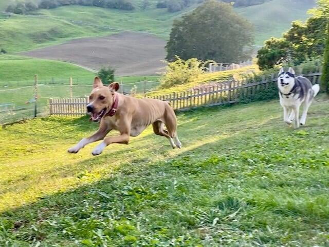 Zwei Junghunde rennen