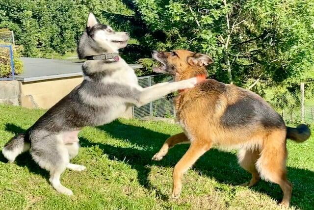 Hundehalter mit Hund der Leinenaggression zeigt